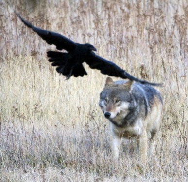 Raaf en wolf, beeld vriendelijk geleend van http://wolfandravens.blogspot.com/